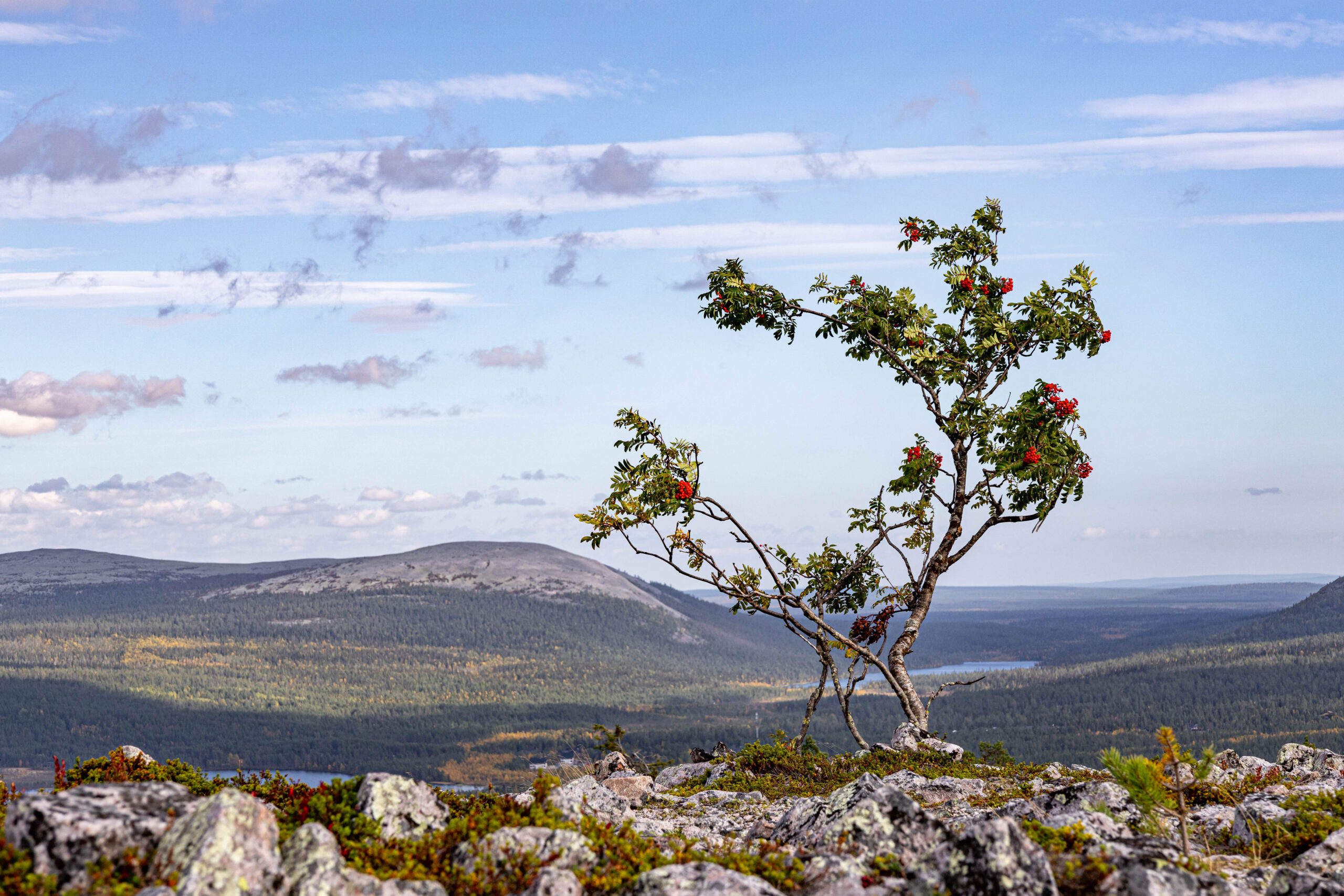 Pieni pihlajapuu seisoo kivisellä tunturin rinteellä, taustalla avautuu laaja maisema metsien ja vaarojen yli. Pihlajassa on vihreitä lehtiä ja punaisia marjoja.