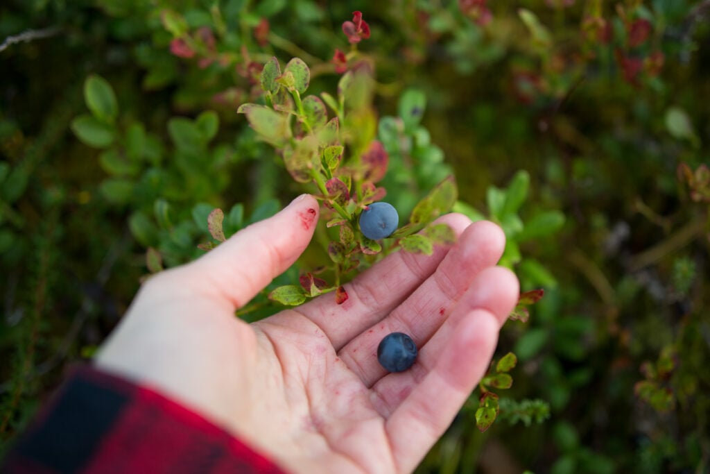 Käsi pitelee mustikanvarvua, josta poimitaan kypsiä mustikoita. Kämmenellä on kaksi marjaa ja sormissa näkyy poiminnan jälkiä. Taustalla vihreää varvikkoa ja sammalta.